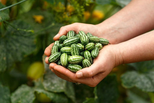 Cucamelon - Mexican Sour Gherkin - Alliance of Native Seedkeepers - 1. All Vegetables
