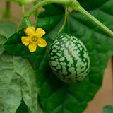 Cucamelon Seeds - Mexican Sour Gherkin - Alliance of Native Seedkeepers - Vegetable Seeds