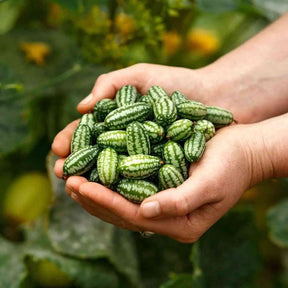 Cucamelon Seeds - Mexican Sour Gherkin - Alliance of Native Seedkeepers - Vegetable Seeds