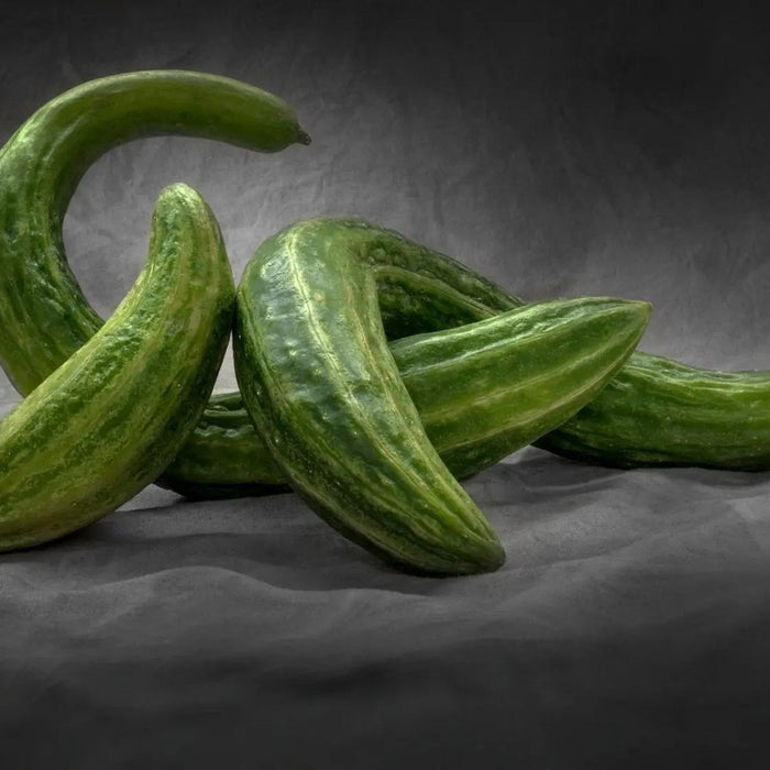 Cucumber Seeds - Armenian Cucumber - Alliance of Native Seedkeepers - 2. All Fruits