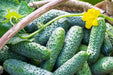 Cucumber Seeds - Boston Pickling - Alliance of Native Seedkeepers - Cucumbers