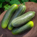 Cucumber Seeds - Homemade Pickles - Alliance of Native Seedkeepers -