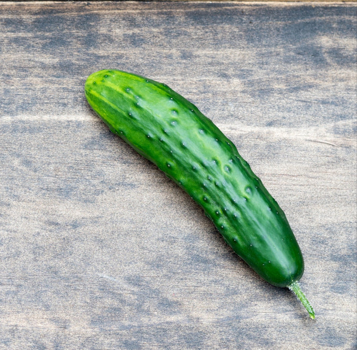 Cucumber Seeds - Marketmore 76 - Alliance of Native Seedkeepers - Cucumbers