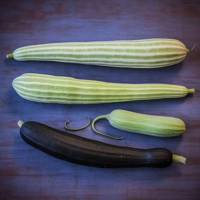 Cucumber Seeds - Metki Pale Green Armenian Yard Long - Alliance of Native Seedkeepers -