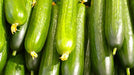 Cucumber Seeds - Muncher Burpless - Alliance of Native Seedkeepers - 1. All Vegetables