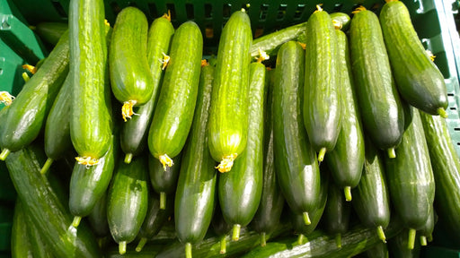 Cucumber Seeds - Muncher Burpless - Alliance of Native Seedkeepers - 1. All Vegetables