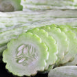 Cucumber Seeds - Vining - Armenian - Alliance of Native Seedkeepers - Vegetable Seeds