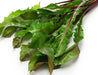 Dandelion Seeds - Italiko Rosso - Alliance of Native Seedkeepers - Dandelion