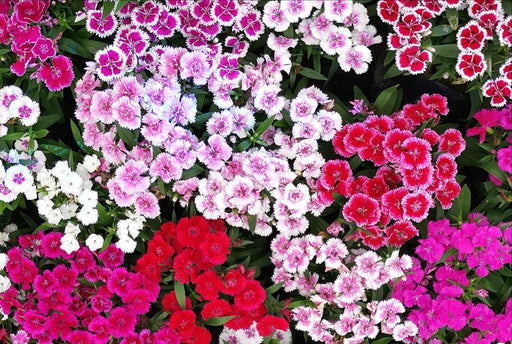 Dianthus Seeds - Mixed Pinks - Alliance of Native Seedkeepers - Perennials