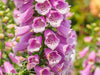 Digitalis Seeds - Foxglove Mixed Colors - Alliance of Native Seedkeepers - Perennials