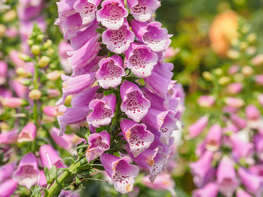 Digitalis Seeds - Foxglove Mixed Colors - Alliance of Native Seedkeepers - Perennials