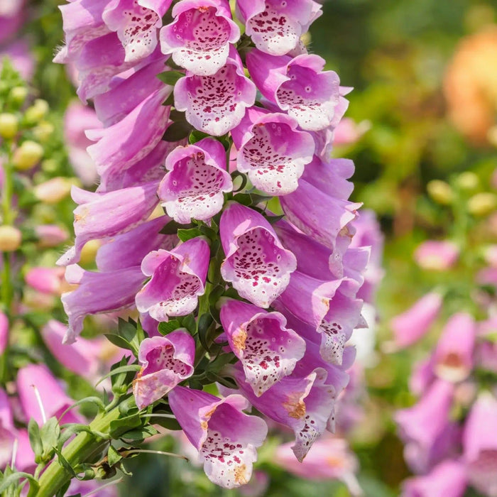 Digitalis Seeds - Foxglove Mixed Colors - Alliance of Native Seedkeepers - Perennials