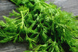 Dill Seeds - Mammoth Long Island - Alliance of Native Seedkeepers - 4. All Herbs