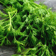 Dill Seeds - Mammoth Long Island Dill - Alliance of Native Seedkeepers - Herb Seeds