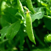 Dark Green Dundale Peas Seeds - Spring Dundale Peas Alliance Of Native Seedkeepers Vegetable Seeds