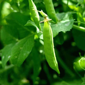 Dark Green Dundale Peas Seeds - Spring Dundale Peas Alliance Of Native Seedkeepers Vegetable Seeds