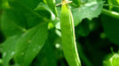 Dundale Peas - Spring - Alliance of Native Seedkeepers - 5. Legumes