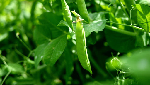 Dundale Peas - Spring - Alliance of Native Seedkeepers - 5. Legumes