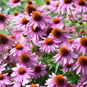 Echinacea Seeds - Purple Coneflower - Alliance of Native Seedkeepers - Flower Seeds