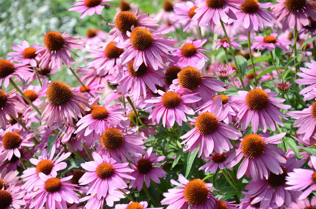 Echinacea Seeds - Purple Coneflower - Alliance of Native Seedkeepers - Perennials