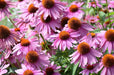 Echinacea Seeds - Purple Coneflower - Alliance of Native Seedkeepers - Perennials