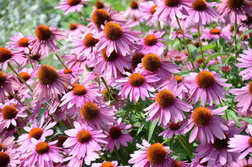 Echinacea Seeds - Purple Coneflower - Alliance of Native Seedkeepers - Perennials