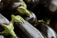 Eggplant Seeds - Black Beauty - Alliance of Native Seedkeepers - Eggplant