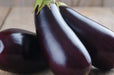 Eggplant Seeds - Florida Market - Alliance of Native Seedkeepers - Eggplant