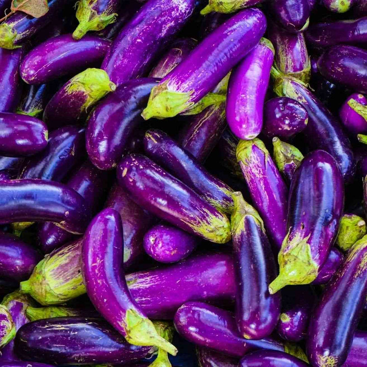 Pingtung Long Eggplant Seeds