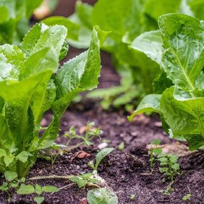 Endive Seeds - Broadleaf Batavian - Alliance of Native Seedkeepers - Endive