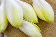 Endive Seeds - Witloof Chicory - Alliance of Native Seedkeepers - 1. All Vegetables