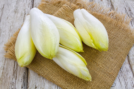 Endive Seeds - Witloof Chicory - Alliance of Native Seedkeepers - 1. All Vegetables