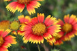 Gaillardia Seeds -Indian Blanket Flower - Alliance of Native Seedkeepers - Perennials