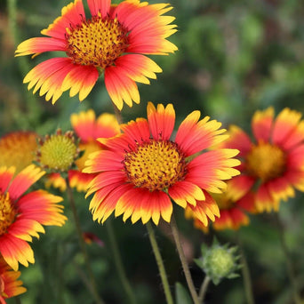 Gaillardia Seeds -Indian Blanket Flower - Alliance of Native Seedkeepers - Perennials