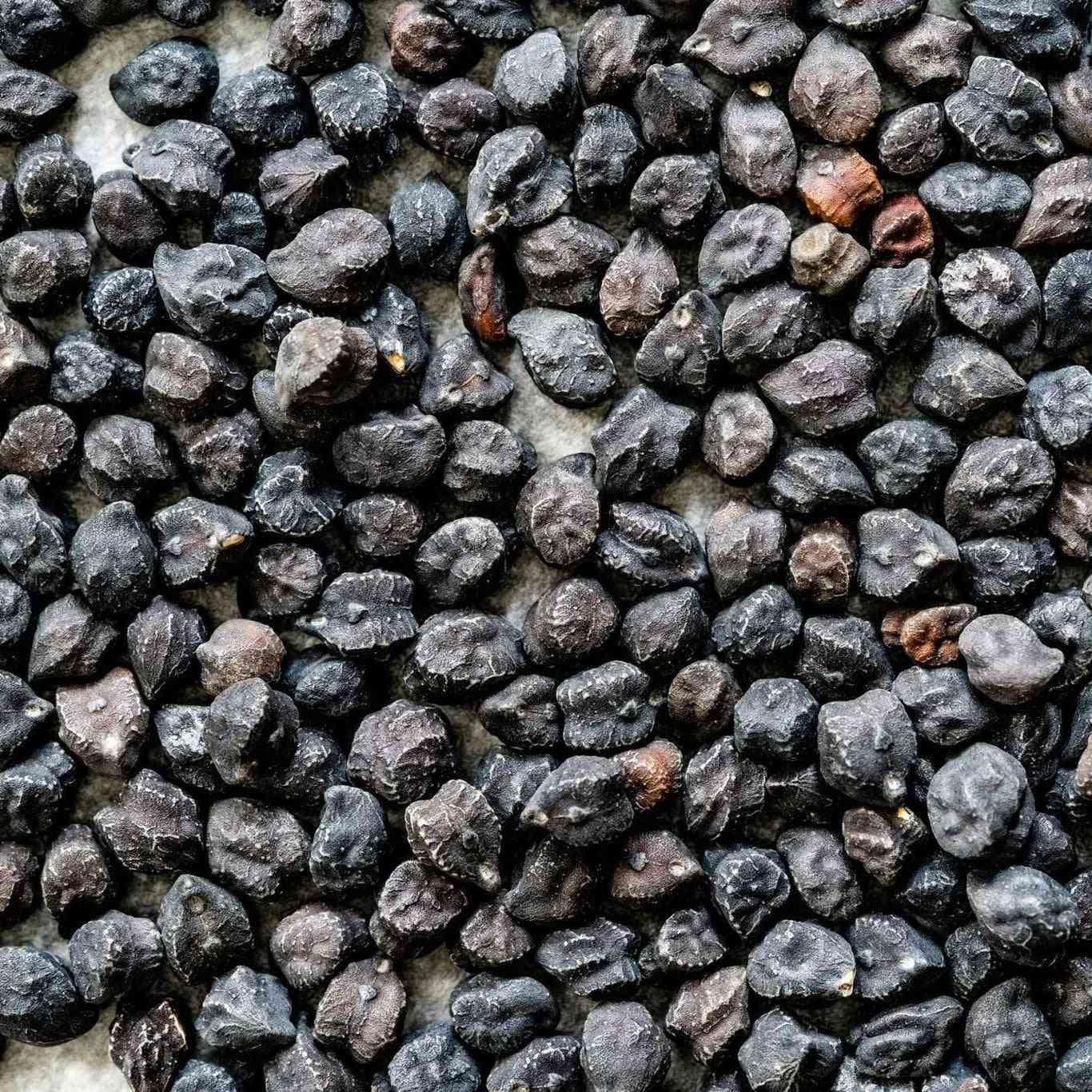 Garbanzo Seeds - Black Sicilian - Alliance of Native Seedkeepers - Vegetable Seeds