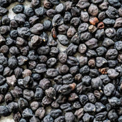 Garbanzo Seeds - Black Sicilian - Alliance of Native Seedkeepers - Vegetable Seeds