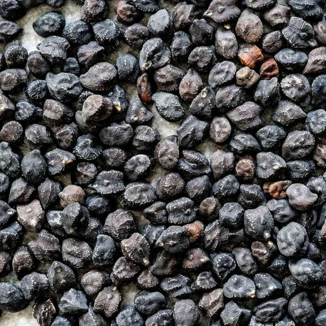 Garbanzo Seeds - Black Sicilian - Alliance of Native Seedkeepers - Vegetable Seeds