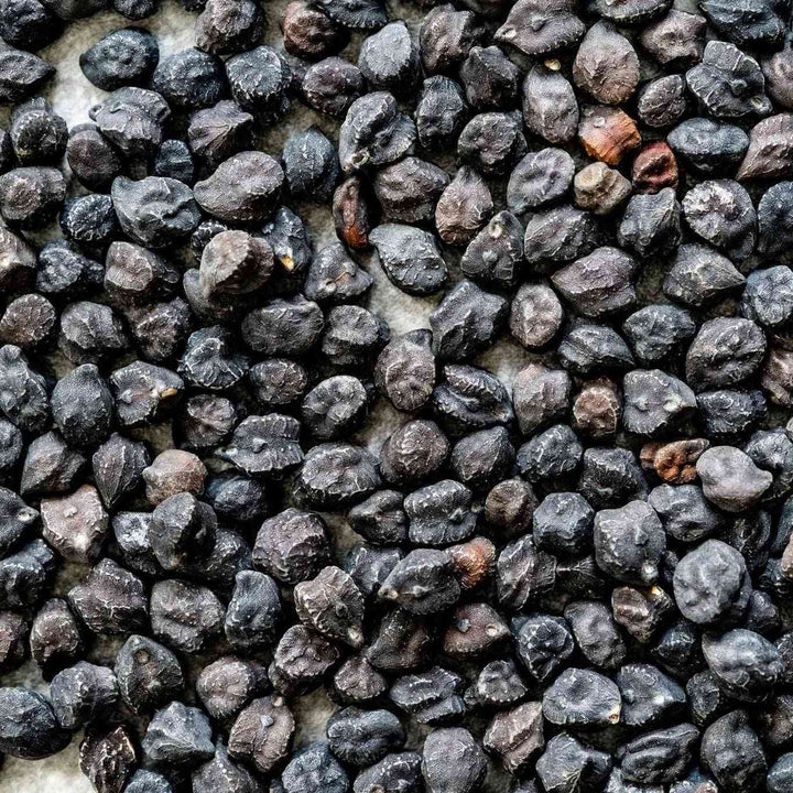 Black Sicilian Garbanzo Seeds
