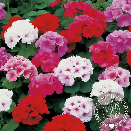 Geranium Seeds - Maverick Mix - Alliance of Native Seedkeepers -