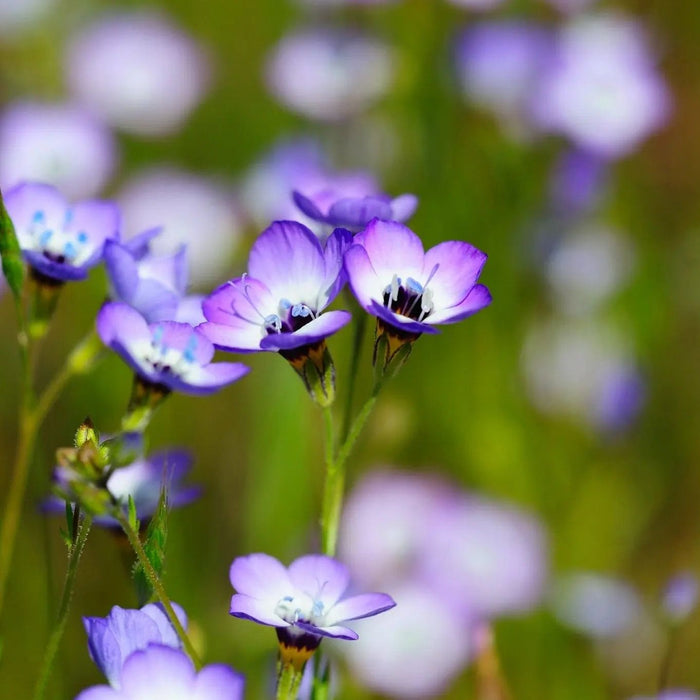 Gilia Seeds - Bird's Eye Tricolor - Alliance of Native Seedkeepers - 3. All Flowers