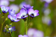 Gilia Seeds - Bird's Eye Tricolor - Alliance of Native Seedkeepers - 3. All Flowers