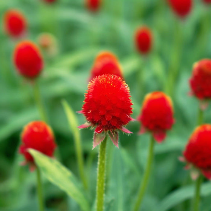 Gomphrena Seeds - QIS Carmine (Coming Jan/Feb 2024) - Alliance of Native Seedkeepers -