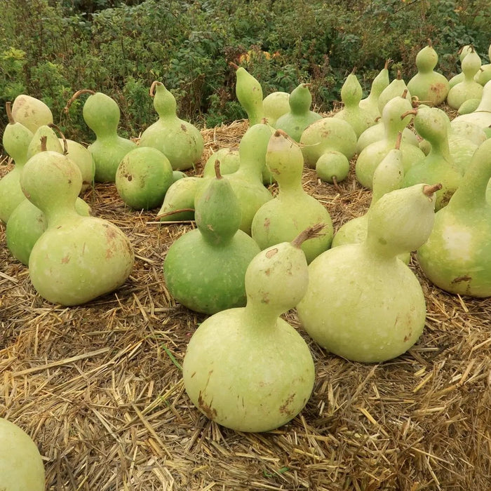 Gourd Seeds - Birdhouse - Alliance of Native Seedkeepers - Gourd