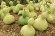 Gourd Seeds - Birdhouse - Alliance of Native Seedkeepers - Gourd