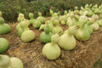 Gourd Seeds - Birdhouse - Alliance of Native Seedkeepers - Gourd
