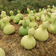 Gourd Seeds - Birdhouse Gourd - Alliance of Native Seedkeepers - Vegetable Seeds