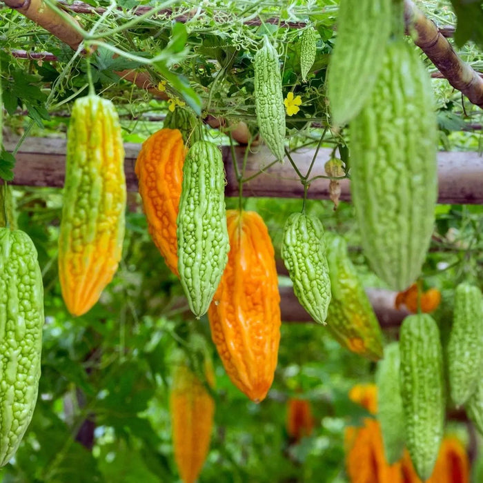 Gourd Seeds - Ganjyu Bitter Melon - Alliance of Native Seedkeepers - 2. All Fruits