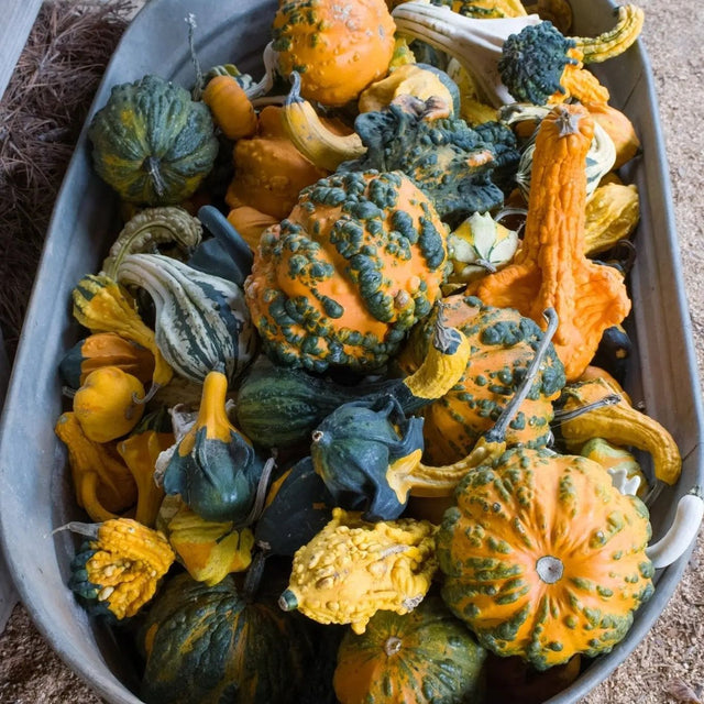 Gourd Seeds - Large Mixture - Alliance of Native Seedkeepers - Vegetable Seeds