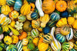 Gourd Seeds - Small Ornamental Mixed - Alliance of Native Seedkeepers - Gourd