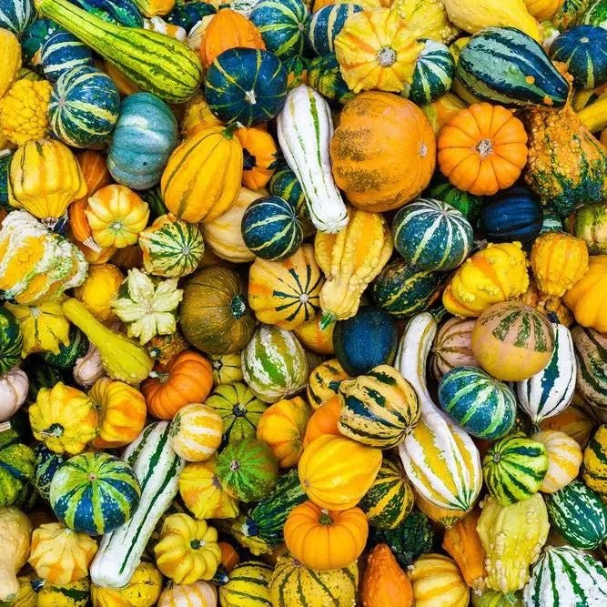 Gourd Seeds - Small Ornamental Mixed Gourds - Alliance of Native Seedkeepers - Vegetable Seeds
